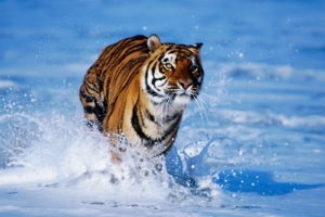 Tiger in Water7106618748 300x200 - Tiger in Water - Water, Tiger, pair